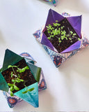 AIR Cosmic Seed Kit (Gemini, Libra, Aquarius)-Modern Sprout-Strange Ways